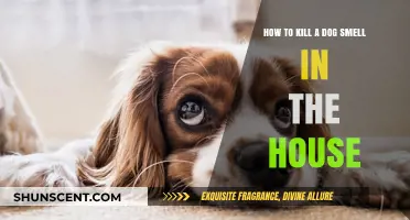 Eliminating Persistent Dog Odors: A Comprehensive Guide for Homeowners