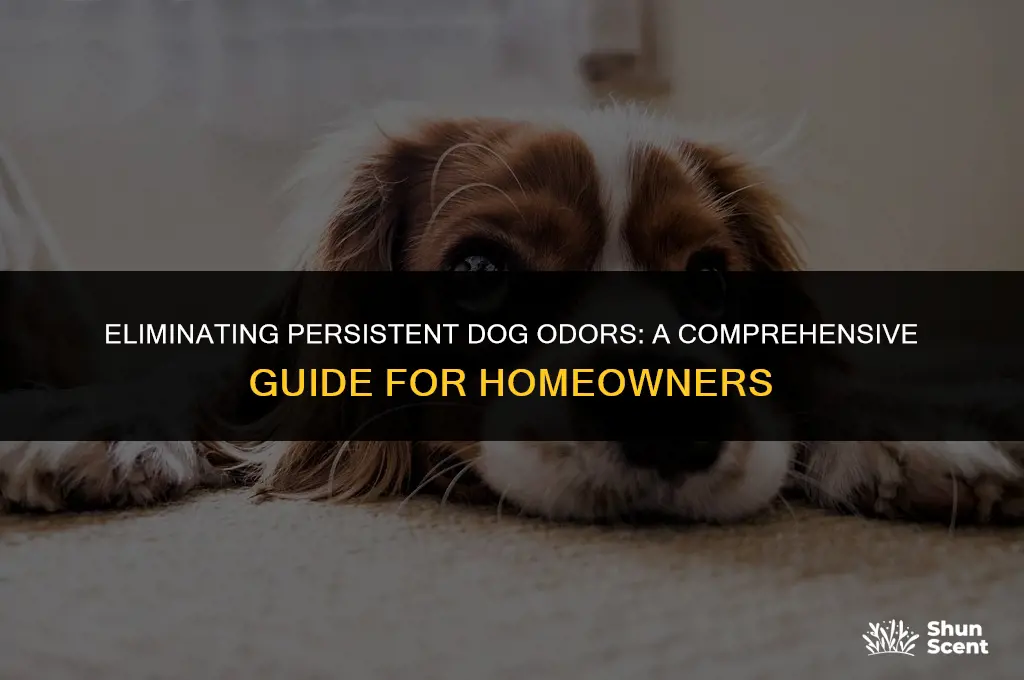 how to kill a dog smell in the house