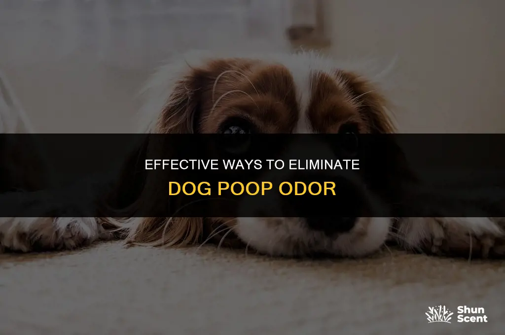 how to kill dog poop smell