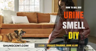 Effective DIY Solutions to Eliminate Dog Urine Odor