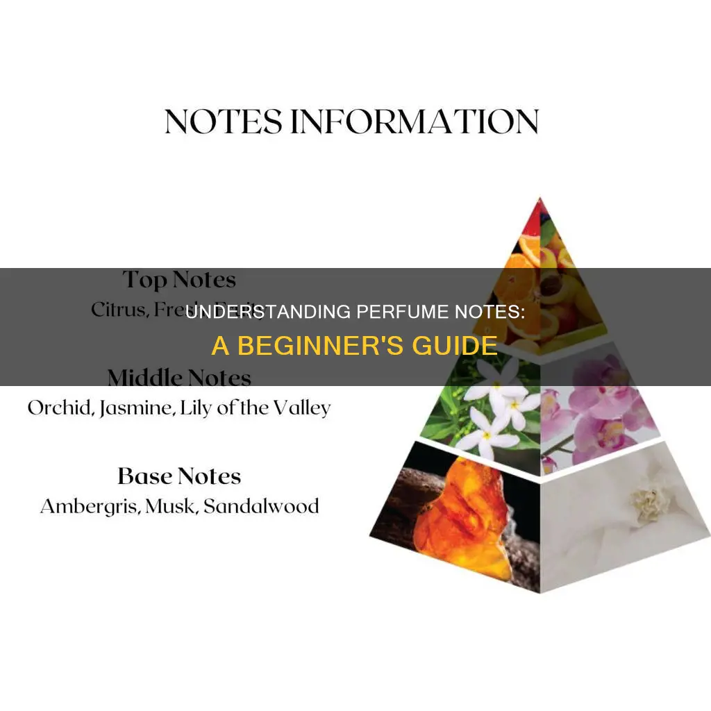 how to know perfume notes