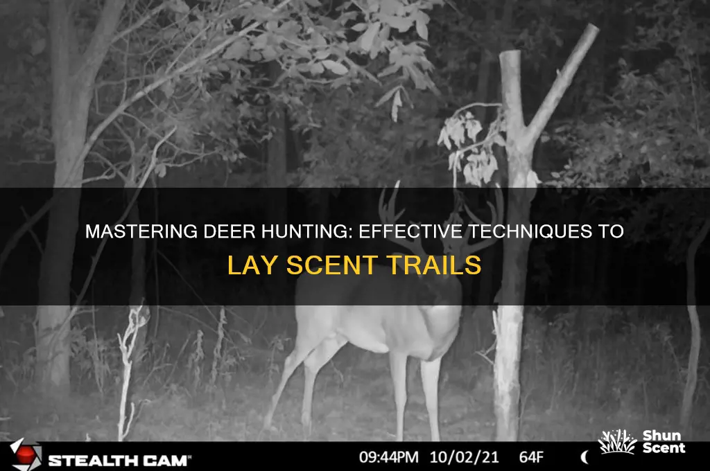 how to lay a scent trail for deer