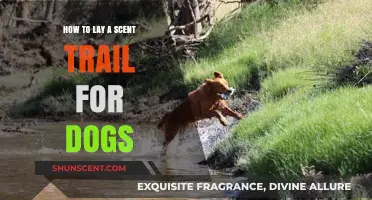 Mastering Scent Trails: A Step-by-Step Guide for Dog Owners