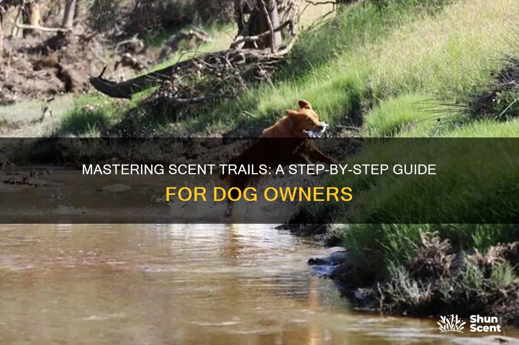 how to lay a scent trail for dogs