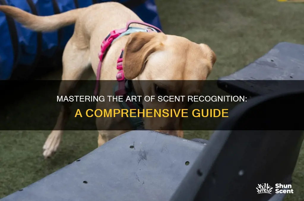 how to learn every scent