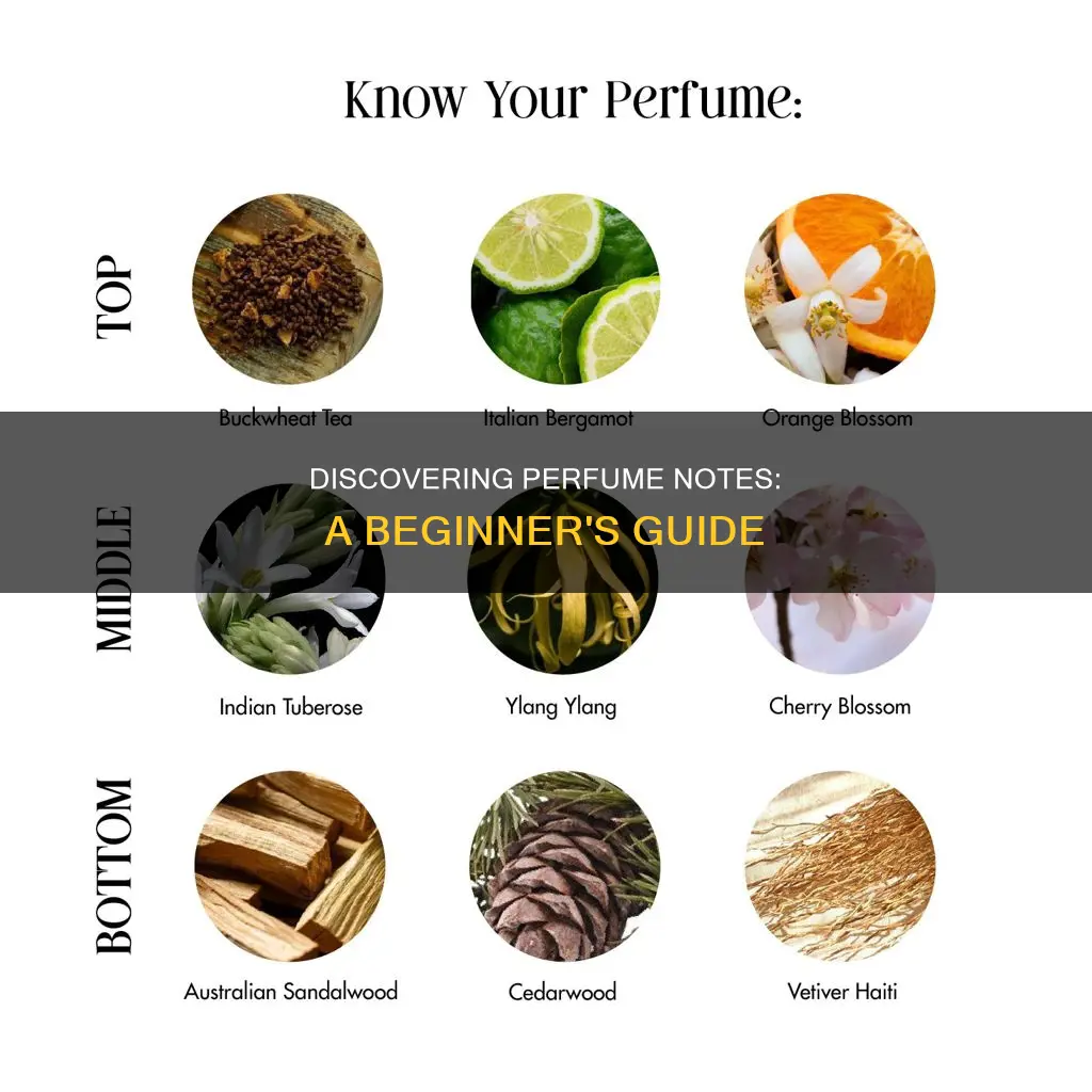 how to learn perfume notes