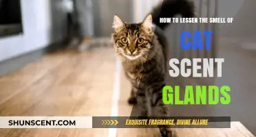 Effective Ways to Reduce Your Cat's Scent Gland Odor