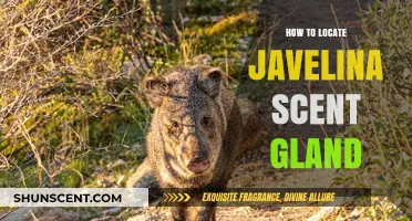 Locating the Javelina Scent Gland: A Step-by-Step Guide