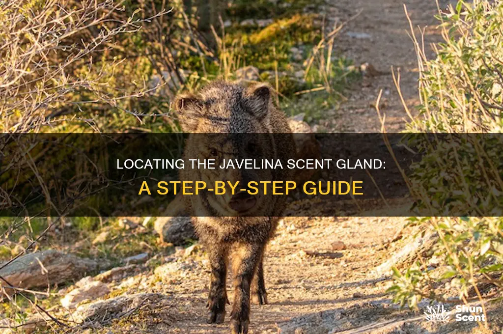 how to locate javelina scent gland