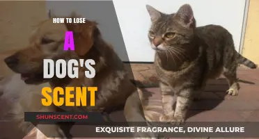 Effective Ways to Eliminate a Dog's Scent Trail for Tracking Purposes