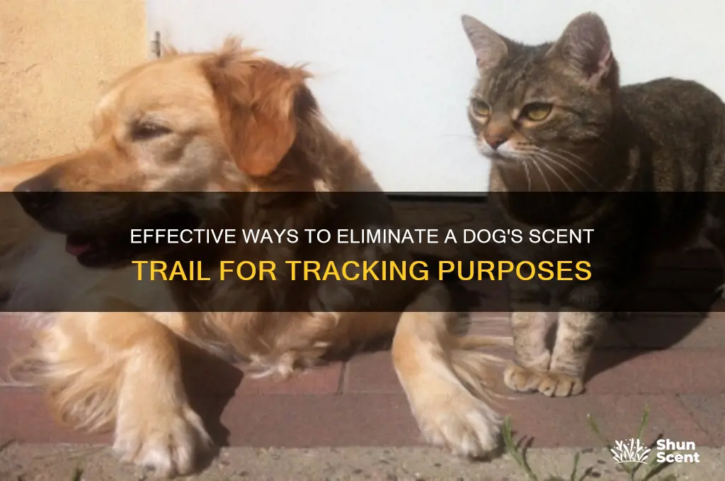 how to lose a dog