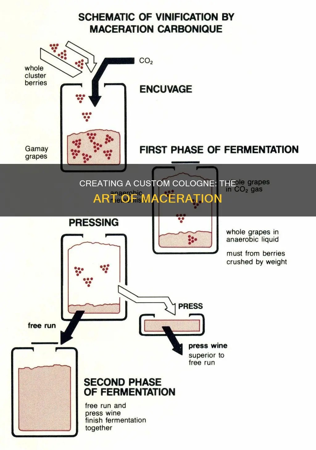 how to macerate a cologne