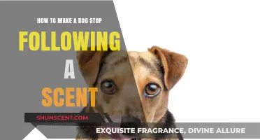 Effective Techniques to Distract Your Dog from Persistent Scents