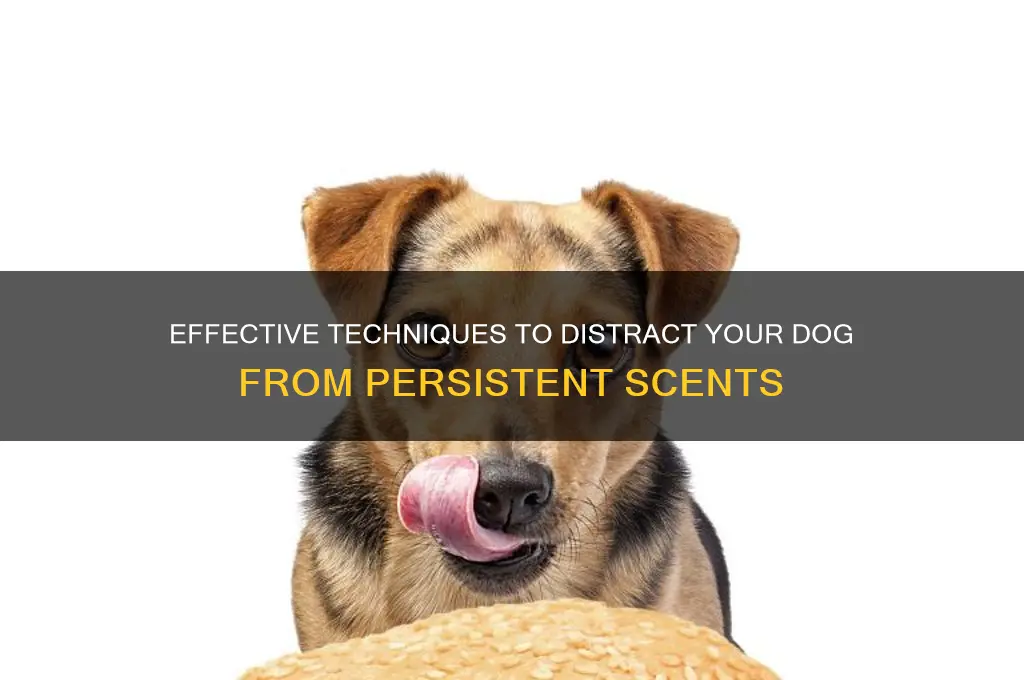 how to make a dog stop following a scent