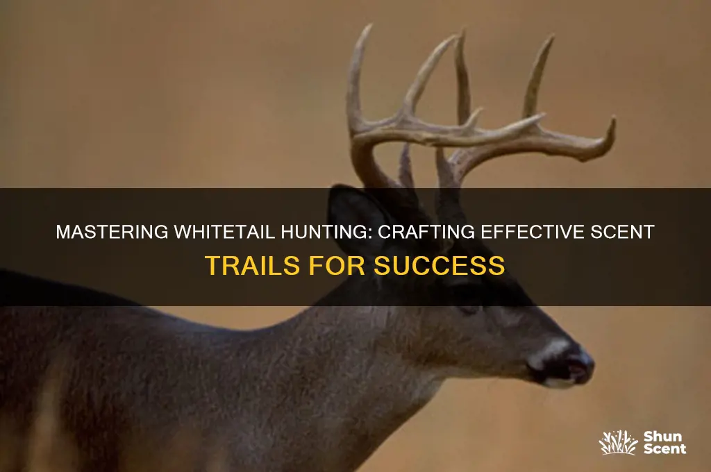 how to make a scent trail whitetail hunting