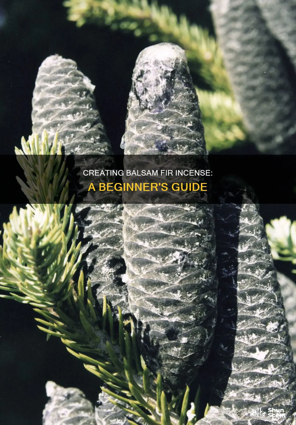 how to make balsam fir incense