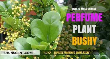 Grow Fragrant Chinese Perfume Plants: Tips for Bushy Beauty