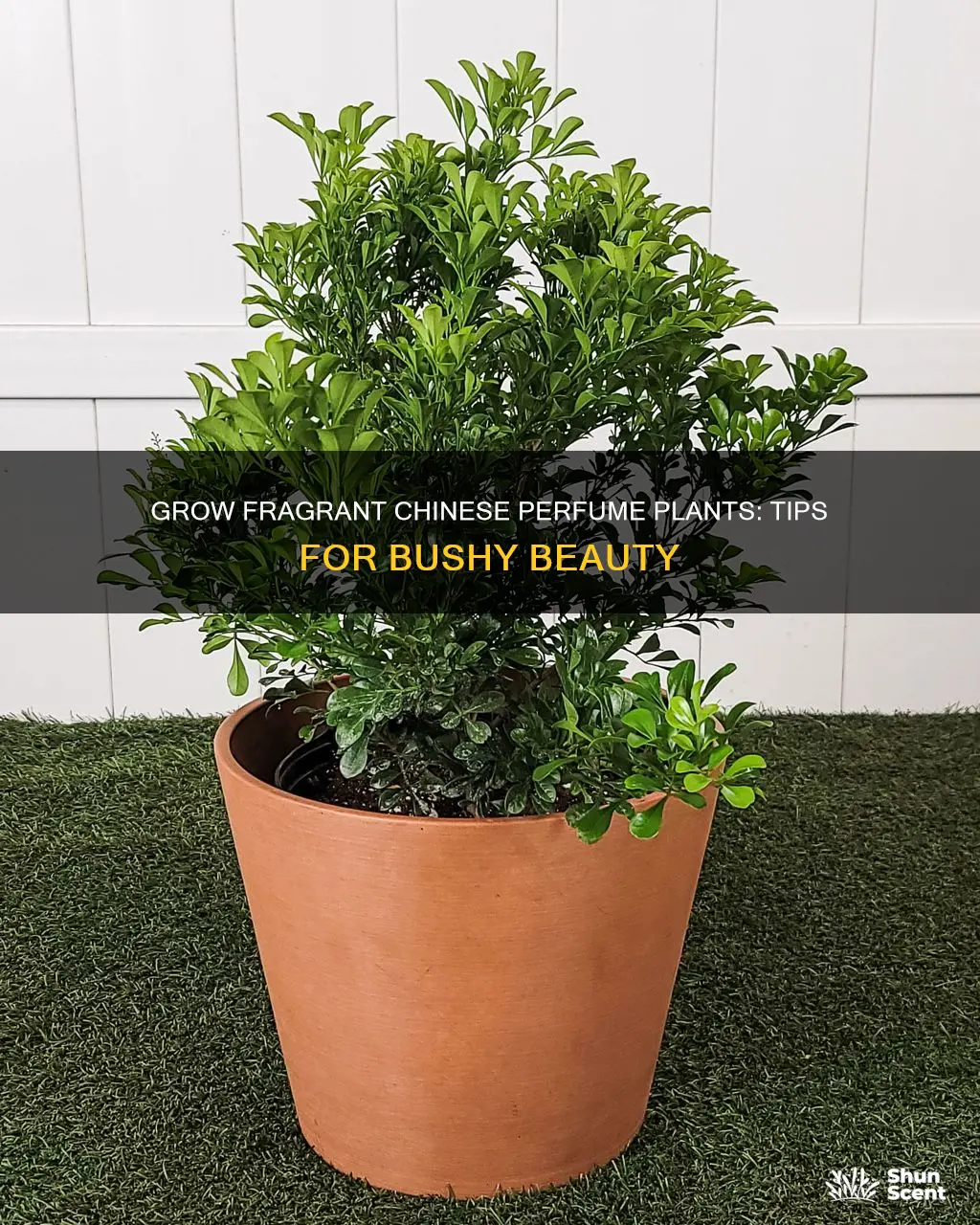 how to make chinesd perfume plant bushy
