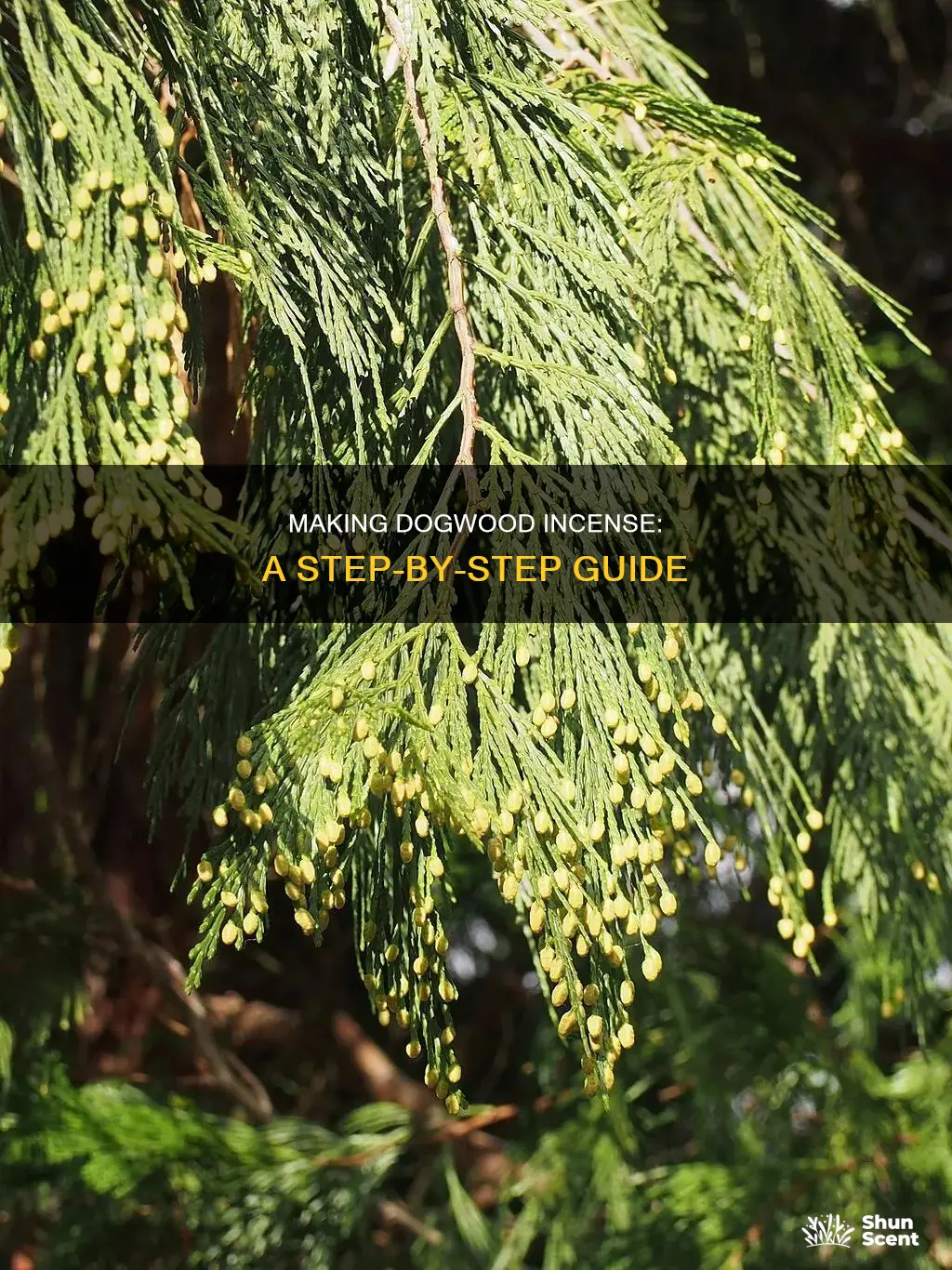 how to make dogwood incense