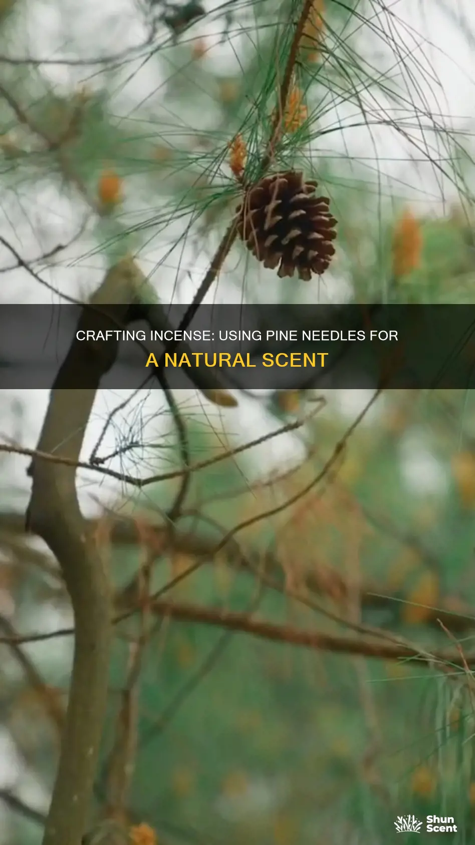 how to make incense from pine needles