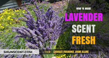 Revitalize Your Lavender Scent: Simple Tips for Lasting Freshness