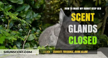 Preventing Scent Gland Issues: Tips for Keeping Your Rabbit Healthy