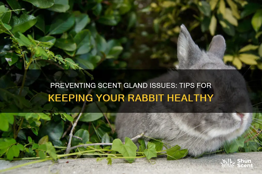 how to make my rabbit keep her scent glands closed