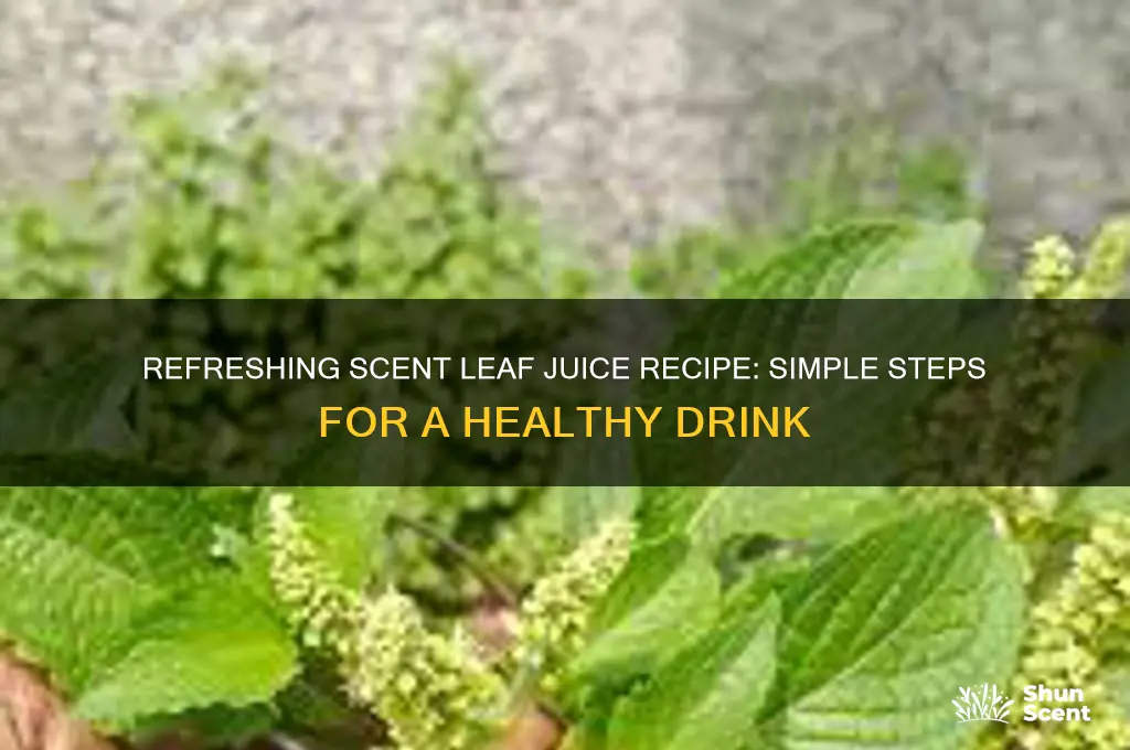 how to make scent leaf juice
