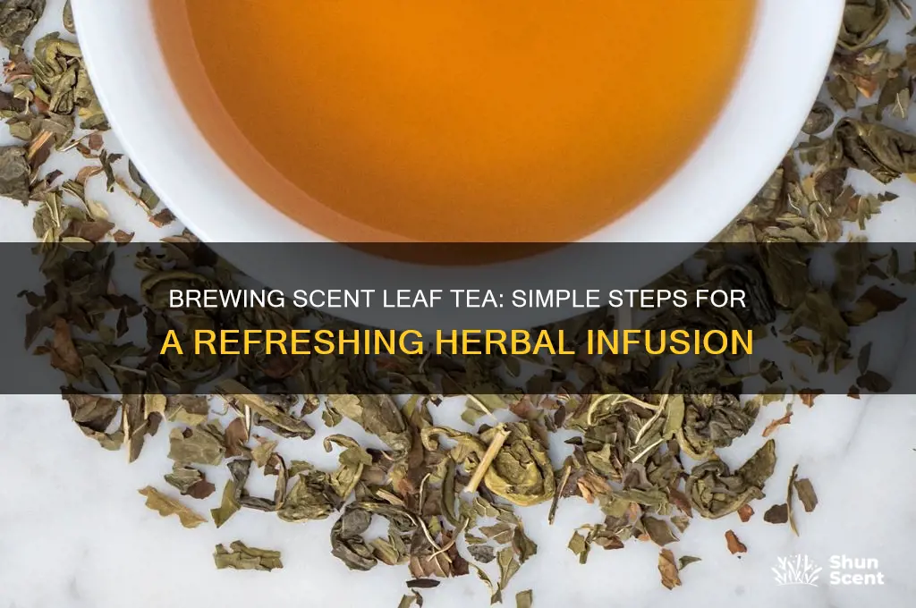 how to make scent leaf tea