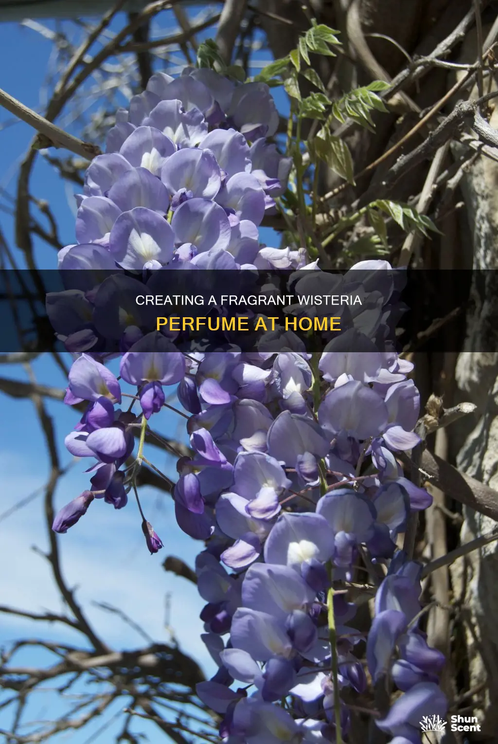 how to make wisteria perfume