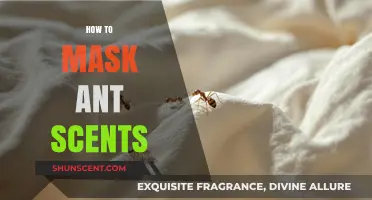 Effective Techniques to Mask Ant Scents and Prevent Infestations
