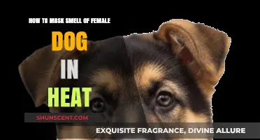 Managing Your Female Dog's Heat Cycle: Tips to Mask the Scent