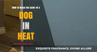 Effective Tips to Disguise Your Dog's Heat Scent Naturally and Safely