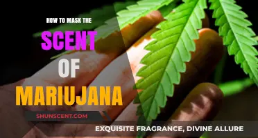 Effective Ways to Discreetly Mask Marijuana Odor in Your Space