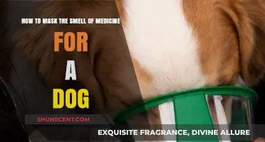 Effective Ways to Disguise Medicine Smell for Your Canine Companion
