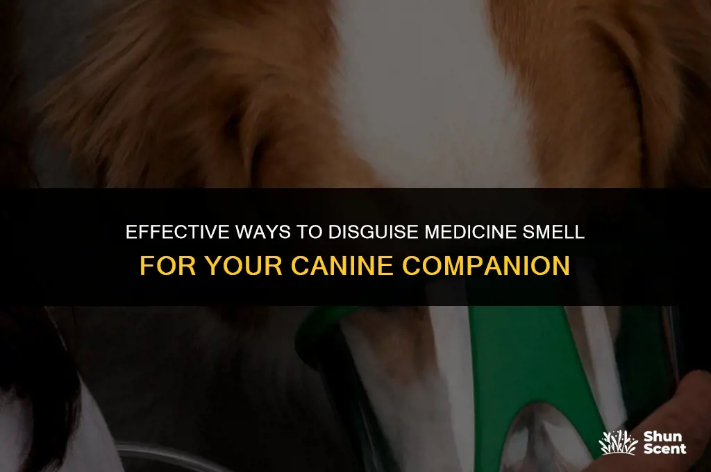 how to mask the smell of medicine for a dog