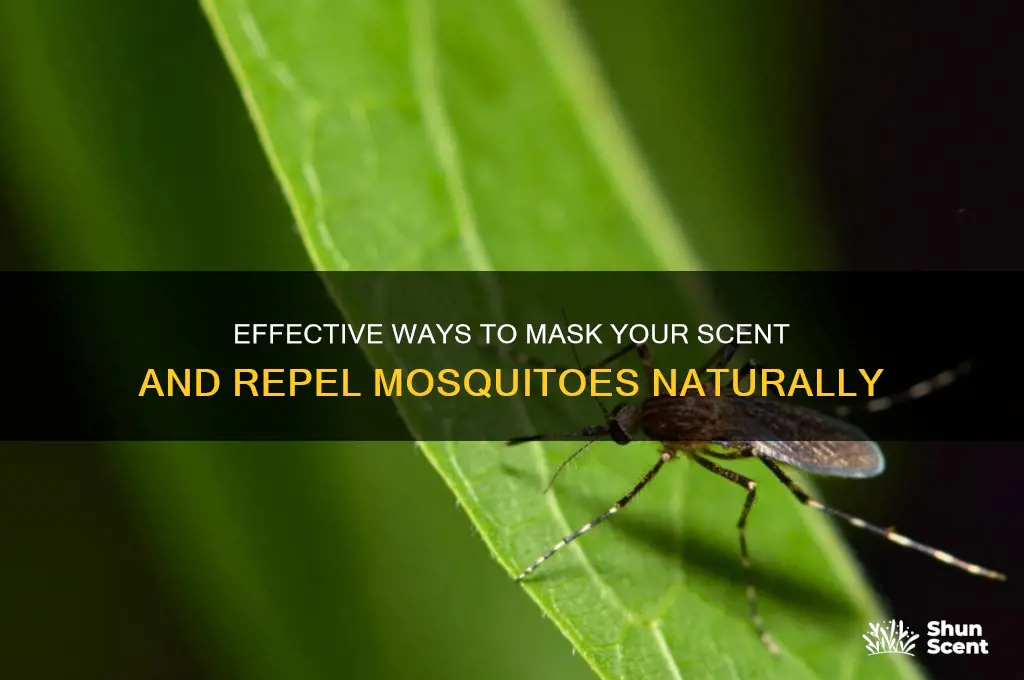 how to mask your scent from mosquitoes