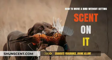 Safely Moving Birds: Tips to Avoid Transferring Human Scents