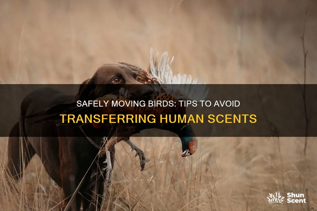 how to move a bird without getting scent on it