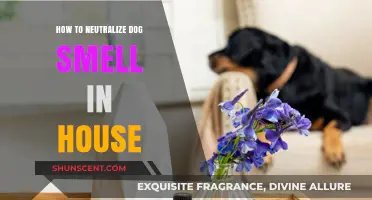 Freshen Up Your Home: Effective Ways to Neutralize Dog Smell