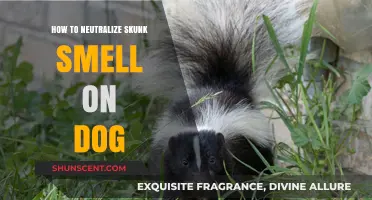 Effective Ways to Eliminate Skunk Odor from Your Dog