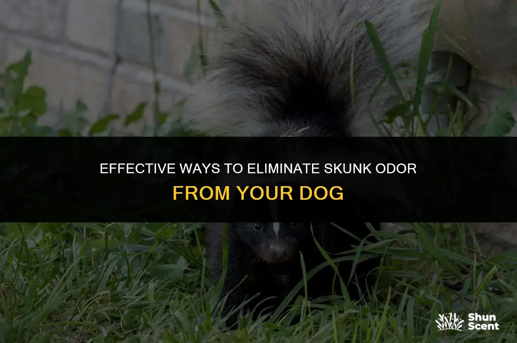 how to neutralize skunk smell on dog