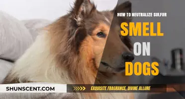 Effective Ways to Eliminate Sulfur Odor in Dogs