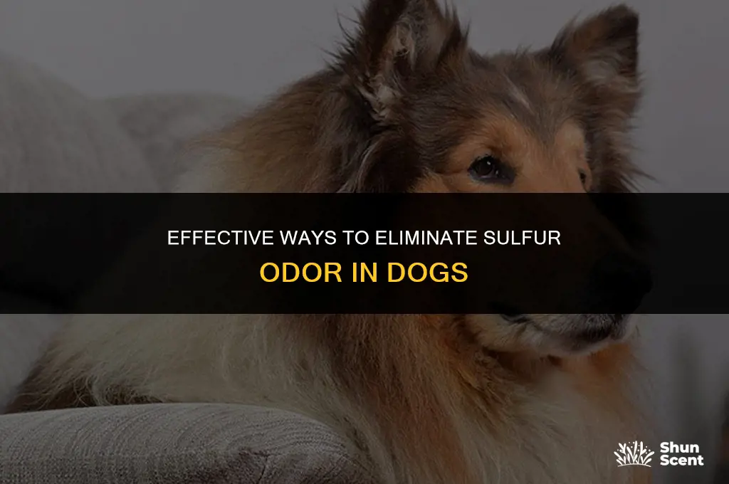 how to neutralize sulfur smell on dogs