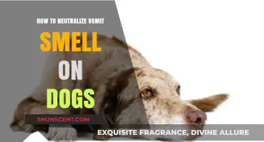 Effective Tips to Eliminate Vomit Odor from Your Dog