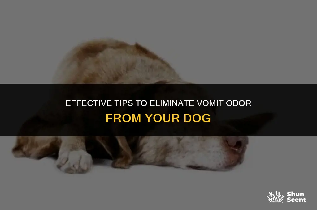 how to neutralize vomit smell on dogs