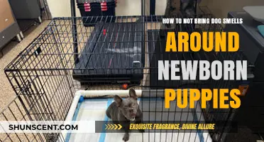Preventing Dog Odors Around Newborn Puppies: A Guide