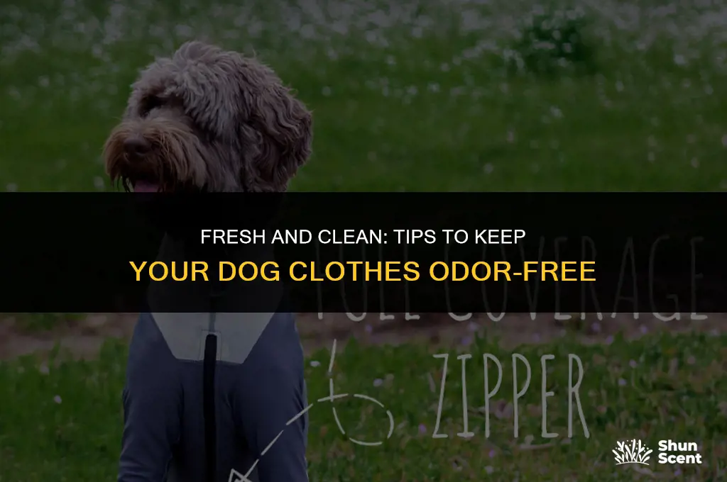 how to not smell like dog clothes