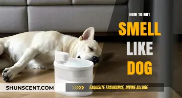 Fresh and Clean: A Guide to Odor-Free Living with Your Canine Companion