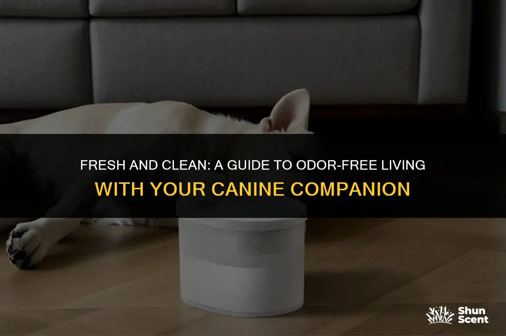 how to not smell like dog